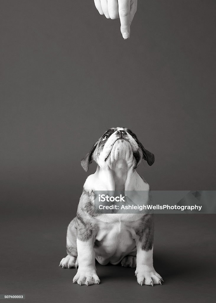 Bulldog Puppy waiting for Treat in Black and White bulldog puppy waiting for a treat in studio on gray Animal Stock Photo