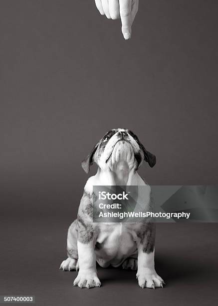 Bulldog Puppy Waiting For Treat In Black And White Stock Photo - Download Image Now - Animal, Animal Groomer, Animal Trainer