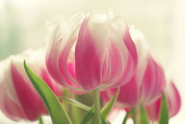 istock Pink tulips - Stock Image 507400129
