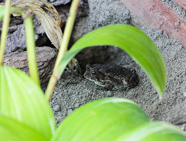 Toad Sitting Outside his Burrow stock photo