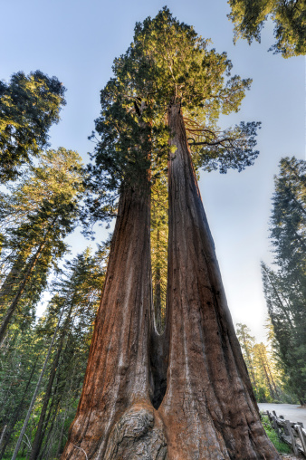 Secoya gigante árboles combinados photo