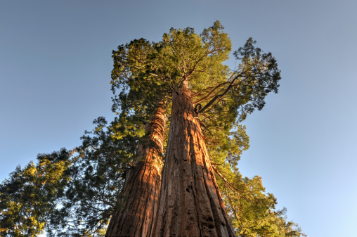 Merged Giant Sequoia Trees in Sequoia National Park, California.