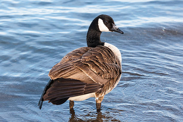 istock Canada Goose standing in shallow water 507400649