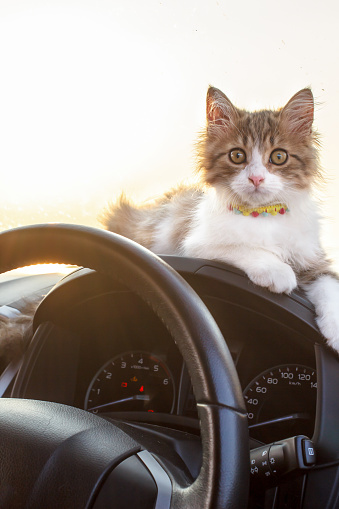 Cat traveling in a car, Closeup portrait under the sunlight