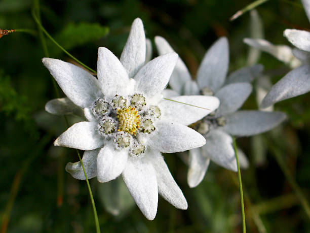 stella alpina fiori close-up - stella alpina foto e immagini stock