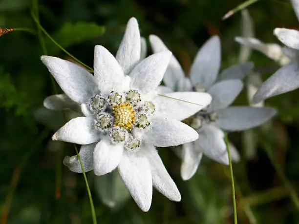 Alpine Edelweiss flowers, photo taken in Austrian Alps, focus on foreground