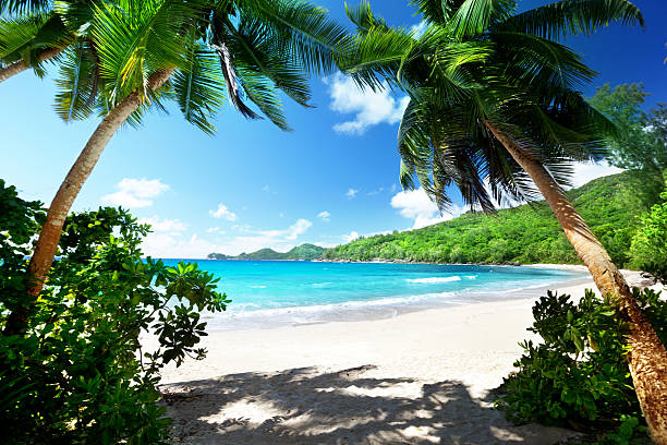 istock beach, Mahe island, Seychelles 507400997