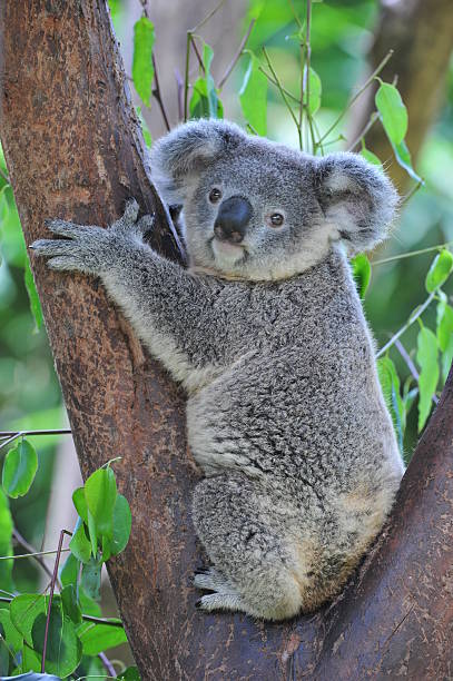 koala - stuffed animal toy koala australia foto e immagini stock