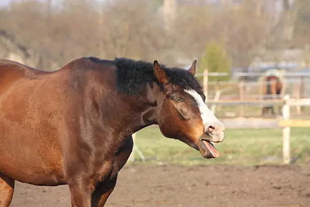 Cute bay horse with white stripe yawning
