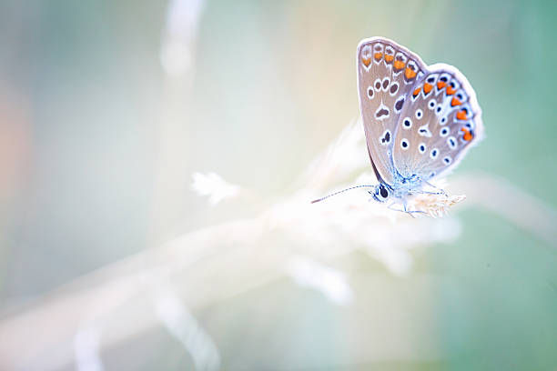 istock Colourful little butterfly (Common blue) 507401187