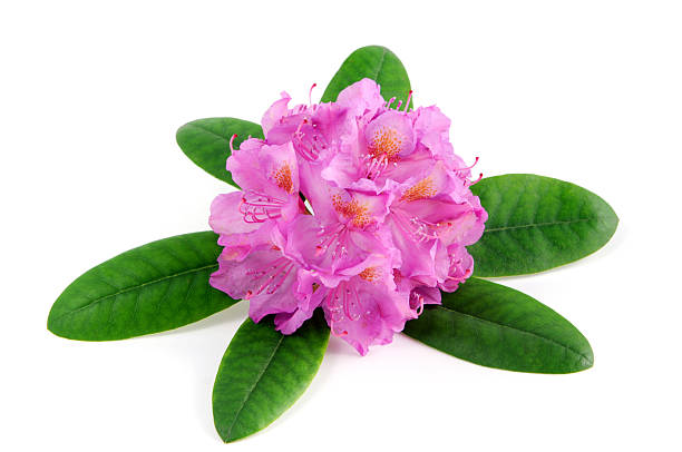 istock purple rhododendron flowerhead on white isolated background 507401390