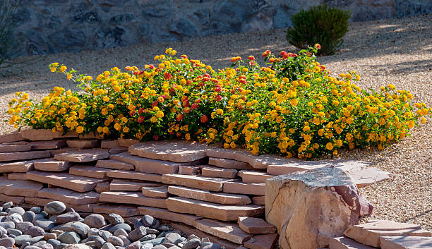 These bright orange and yellow lantana flowers emphasize desert landscaping above flagstone and river rock.