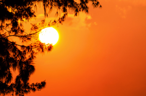 Silhouette of the tree and the sun in a light orange yellow at sunset.