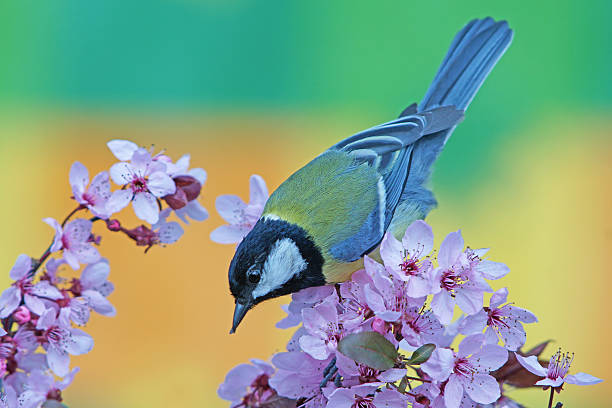 istock Great tit on purple-leaf Plum 507401690