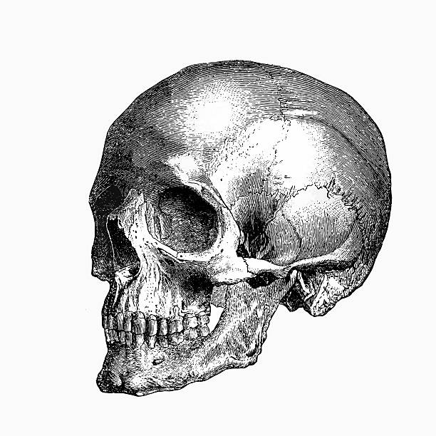 Skull Engraving From 1898 Featuring A Human Skull skulls stock illustrations