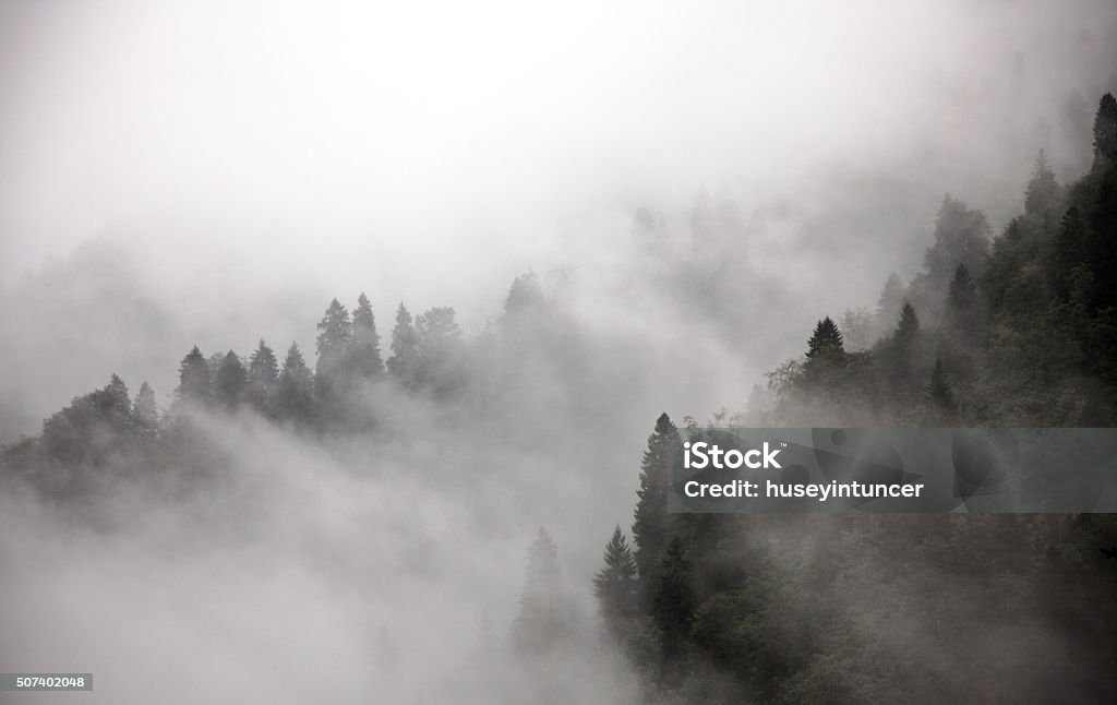 Foresta nella nebbia - Foto stock royalty-free di Foresta