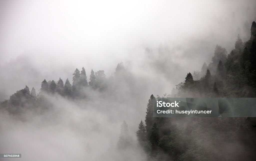 Forest in Fog clouds over evergreen forest in fog Forest Stock Photo