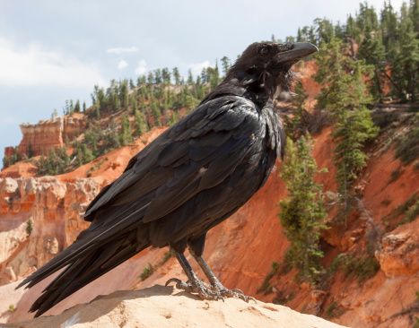 A raven poses near Natural Bridge in Bryce Canyon National Park, Utah