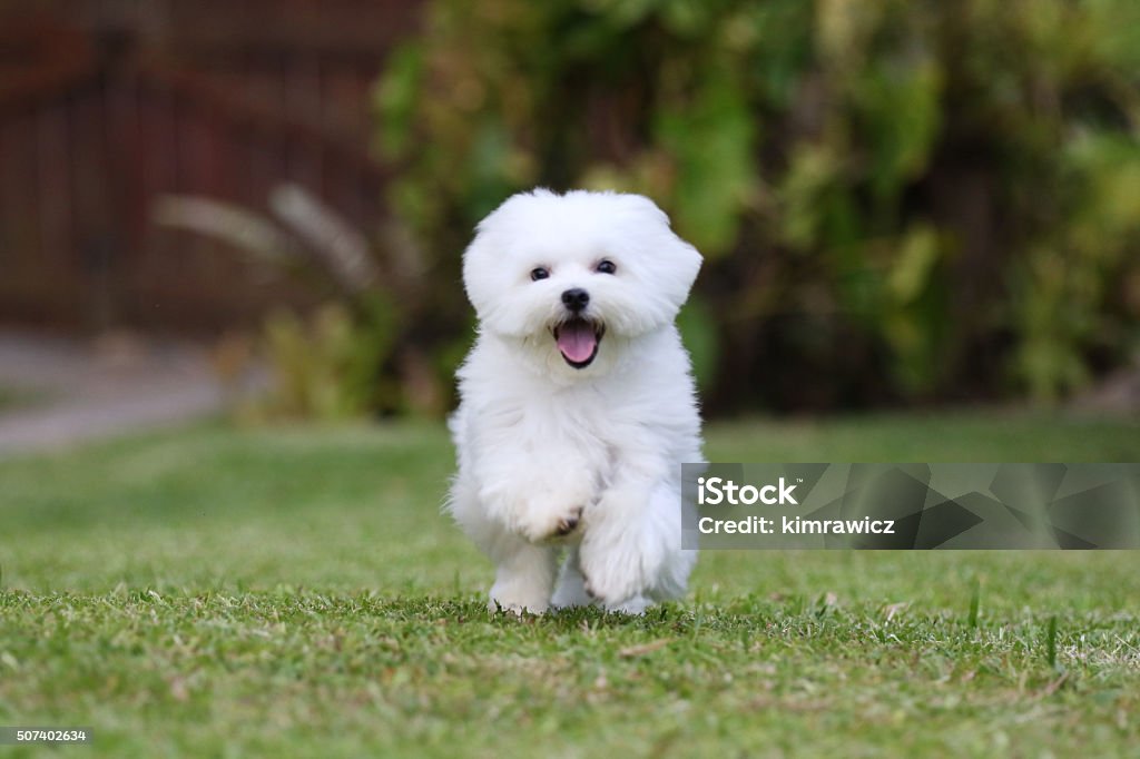 Blanco perro corriendo - Foto de stock de Perro libre de derechos