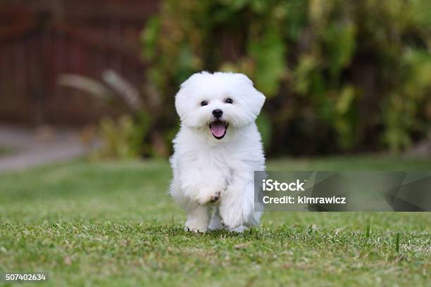 Blanco Perro Corriendo Foto de stock y más banco de imágenes de Perro - Perro, Malta - Isla de Malta, Cachorro - Perro