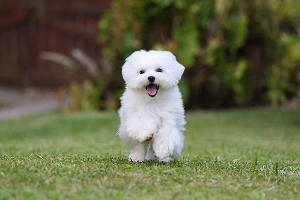 white dog running - maltese eilanden stockfoto's en -beelden