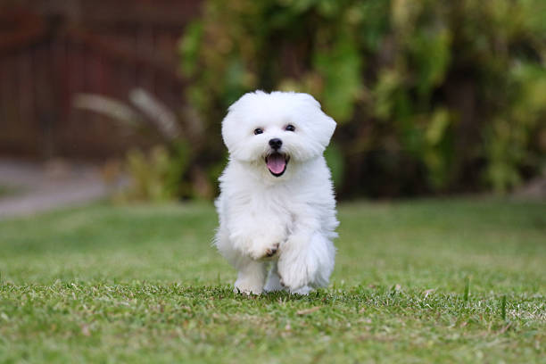 White Dog Running White Maltese Dog Running on the grass hairy puppy stock pictures, royalty-free photos & images
