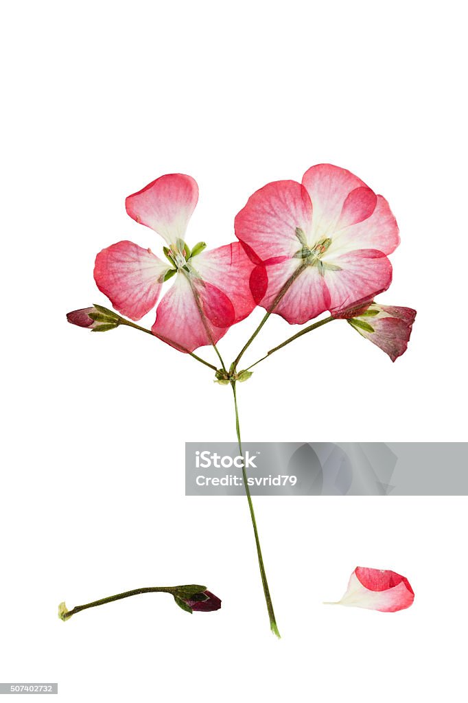 Junta Y Secaron Bush Con Rosa Flor Geranio O Pelargonium Foto de stock y  más banco de imágenes de Geranio - iStock