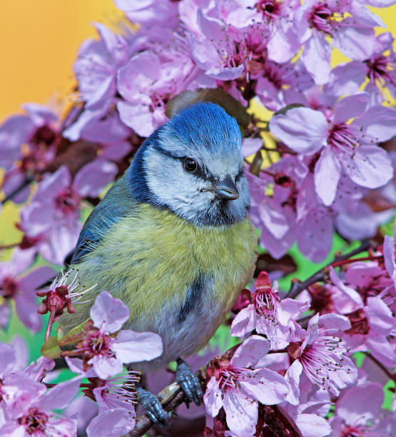 istock Blue tit on purple-leaf plum 507402738