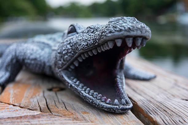 Plastic Alligator Toy Macro Of Snapping Jaws And Teeth Stock Photo - Download Image Now - iStock Plastic Alligator Toy Macro Of Snapping Jaws And Teeth Stock Photo - Download Image Now - iStock