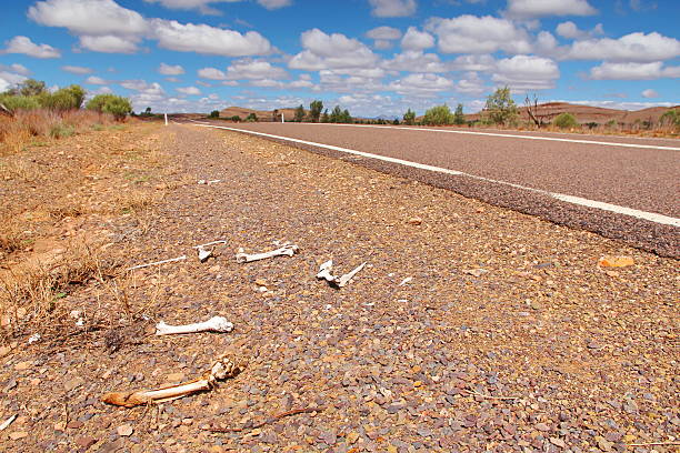 road kill, australia - death toll foto e immagini stock