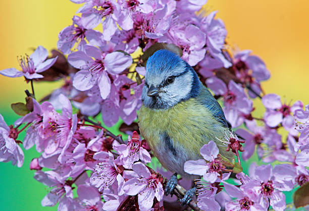 istock Blue tit on purple-leaf plum 507403112