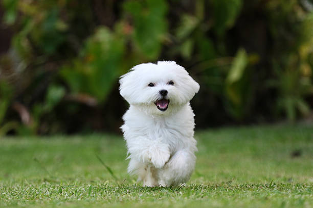 istock White Dog Running on the Grass 507403420