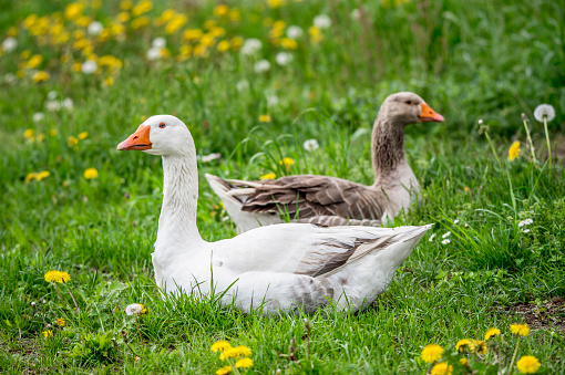 house goose and grey goose lying in the meadow surrounded by blowing hawkbit