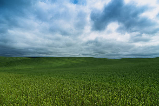 istock Green corn field and blue sky cloud outdoor shots 507404694