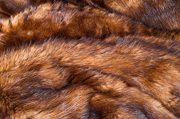 istock Mink fur animal 507404712