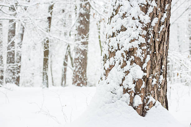 casca de pinheiro é coberta com neve fresca. - lumber industry cold day forest imagens e fotografias de stock