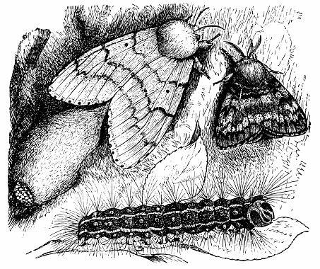 Antique illustration of Gypsy Moth ,caterpillar and eggs (Liparis Dispar)