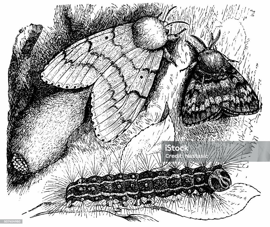 Gypsy Moth (Liparis Dispar) Antique illustration of Gypsy Moth ,caterpillar and eggs (Liparis Dispar) 19th Century Style stock illustration