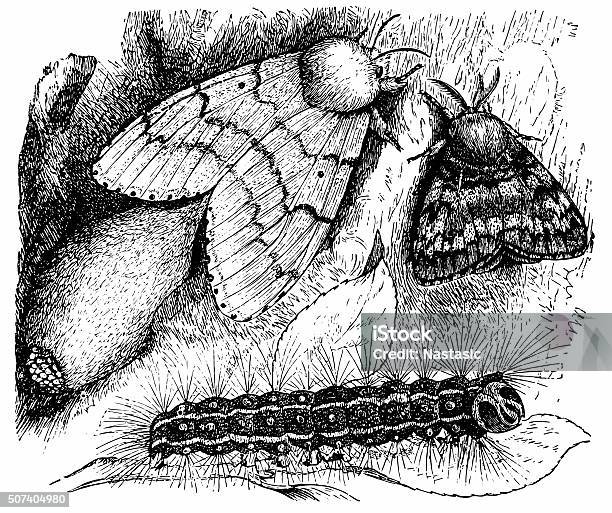 Gypsy Moth Stock Illustration - Download Image Now - 19th Century Style, Animal, Animal Egg