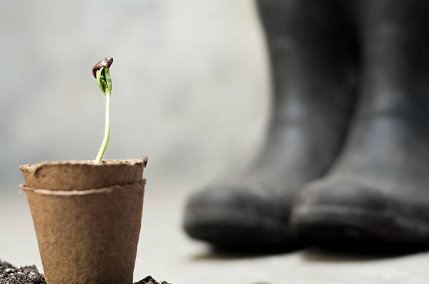 istock Seedling and garden boots 507418850