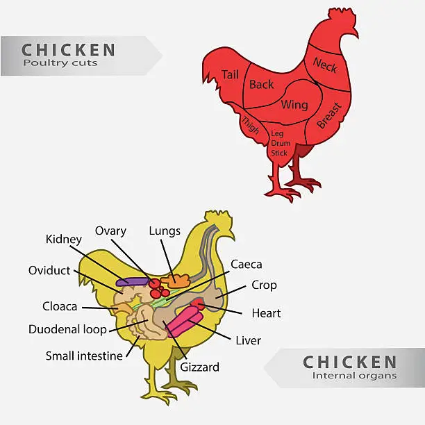 Vector illustration of Basic chicken internal organs and cuts chart vector