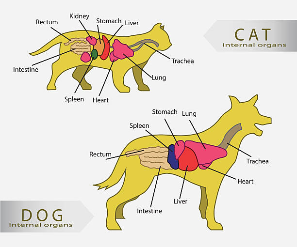 organ internal dasar vektor kucing dan anjing - ginjal binatang ilustrasi stok