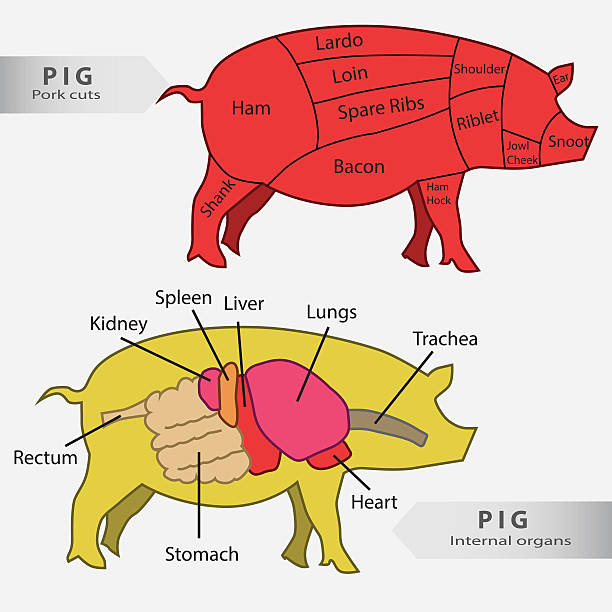 organ internal babi dasar dan memotong vektor bagan - ginjal binatang ilustrasi stok