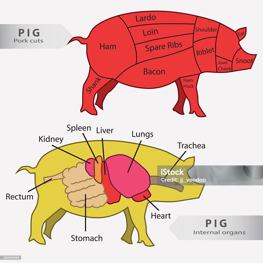 Parts Of The Digestive System Of A Pig at Jade Donovan blog