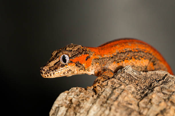 vermelho listrado gárgula geco numa árvore troncos - gecko animal night wildlife imagens e fotografias de stock