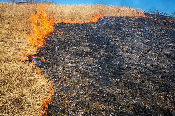 Wild grass on fire close up photo