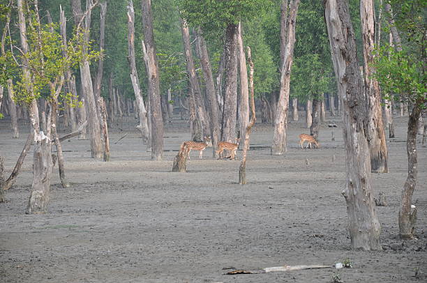 Deer with antlers standing calmly in grassy area outdoors.