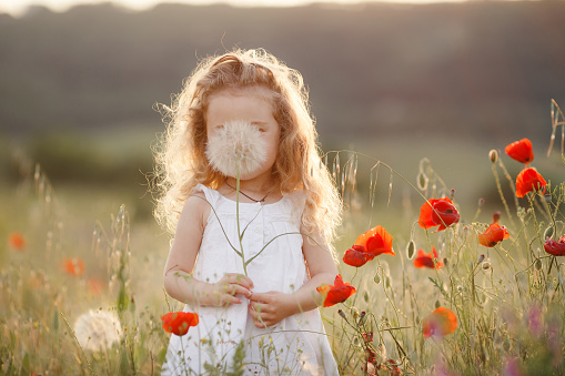 Little cute girl with thick long curly hair,dressed in a summer white dress,holding a large white dandelion,one plays in green field among bright flowers on a warm summer day.