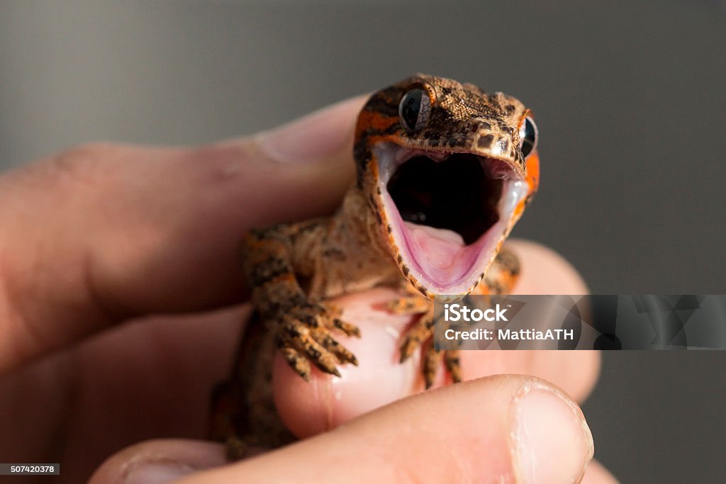 Red striped new Caledonian bumpy gecko with open mouth Red striped new Caledonian bumpy gecko, Rhacodactylus auriculatus, with open mouth in the hand of a man Animal Stock Photo