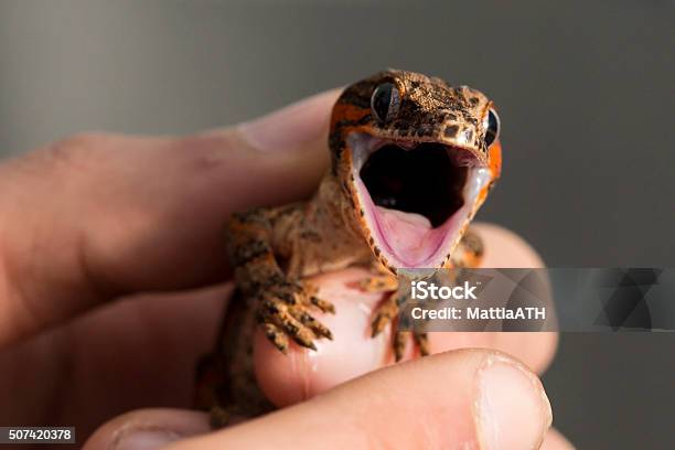 Red Striped New Caledonian Bumpy Gecko With Open Mouth Stock Photo - Download Image Now